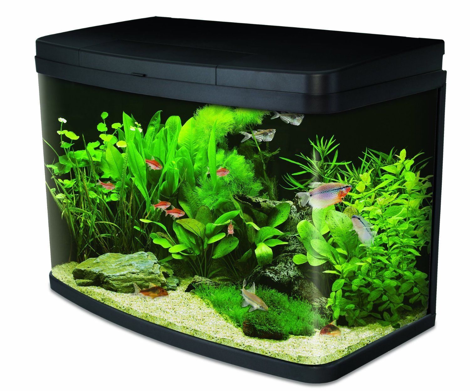 Interpet Insight 64 Litre Aquarium Fish Tank Complete Set Up Coldwater 