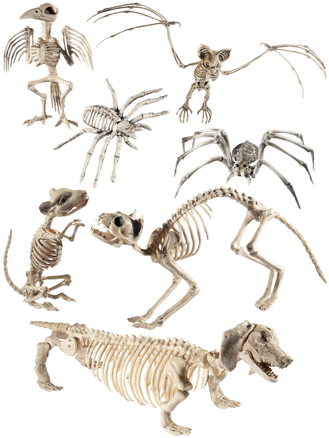 Скелеты животных для детей