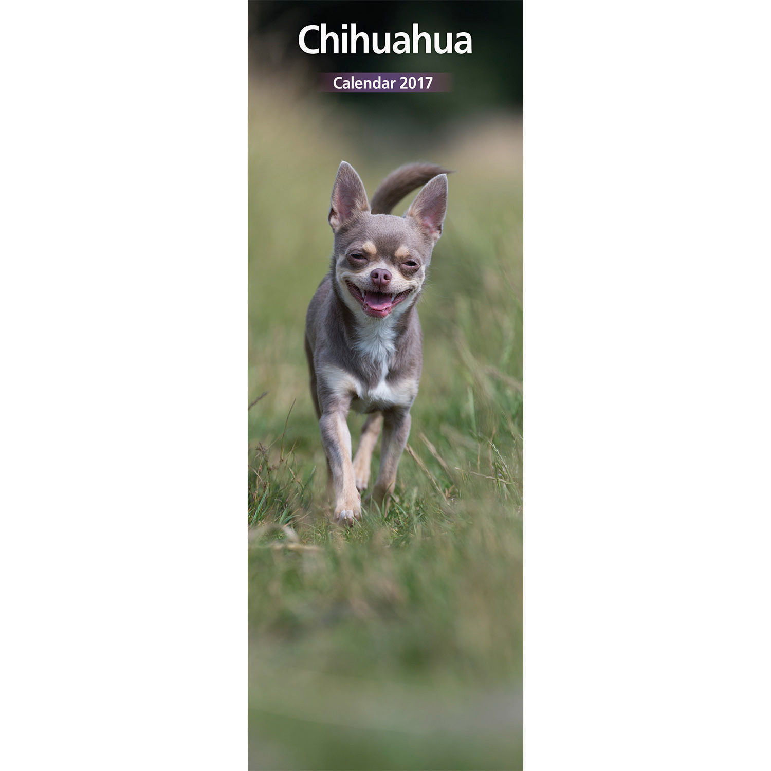 chihuahua-2017-slim-calendar-5-99-picclick-uk