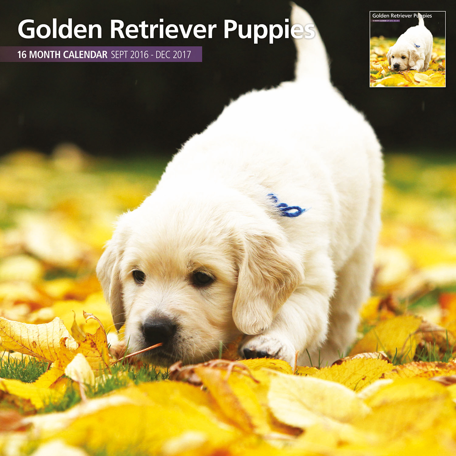 golden-retriever-puppies-2017-16-month-traditional-calendar-9-99-picclick-uk