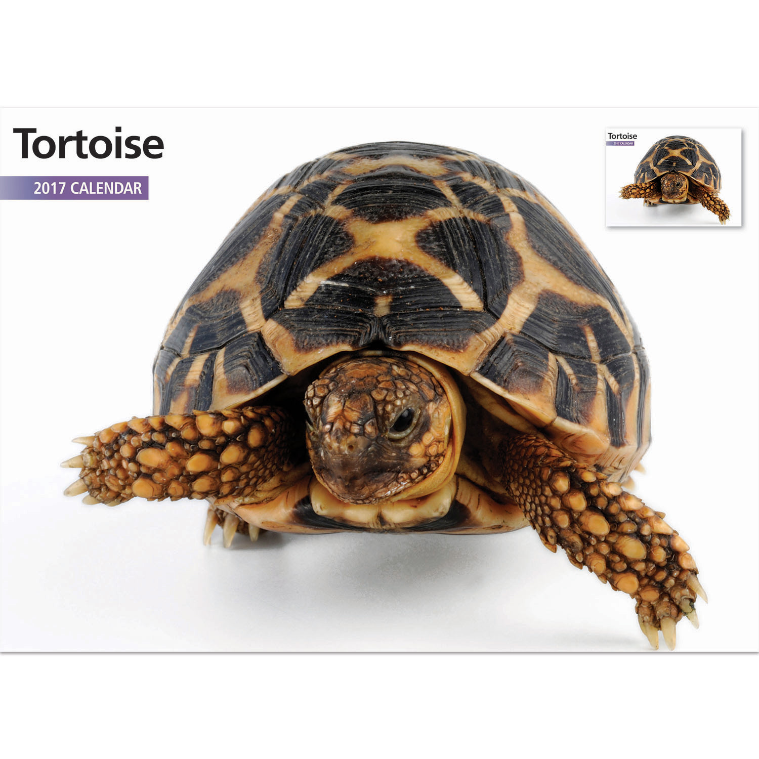 Tortoise 2017 A4 Calendar • £4.99 PicClick UK