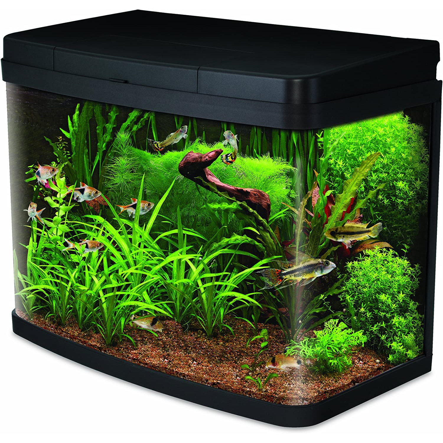 premium fish tank