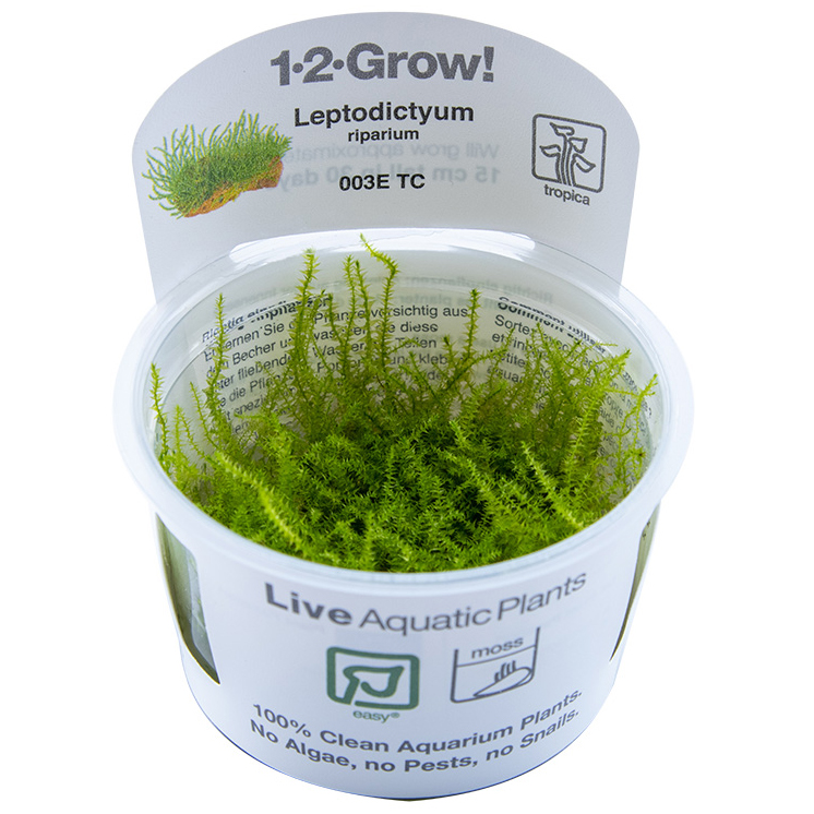 Tropica Live Moss Plants for Aquarium/Terrarium Flame Taiwan Christmas Aquascape