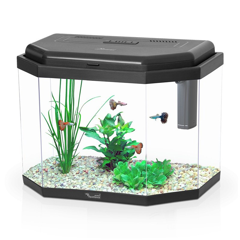 black fish tank