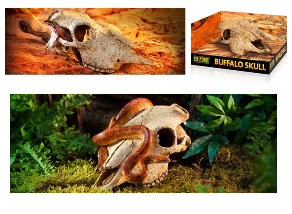 skull snake hide