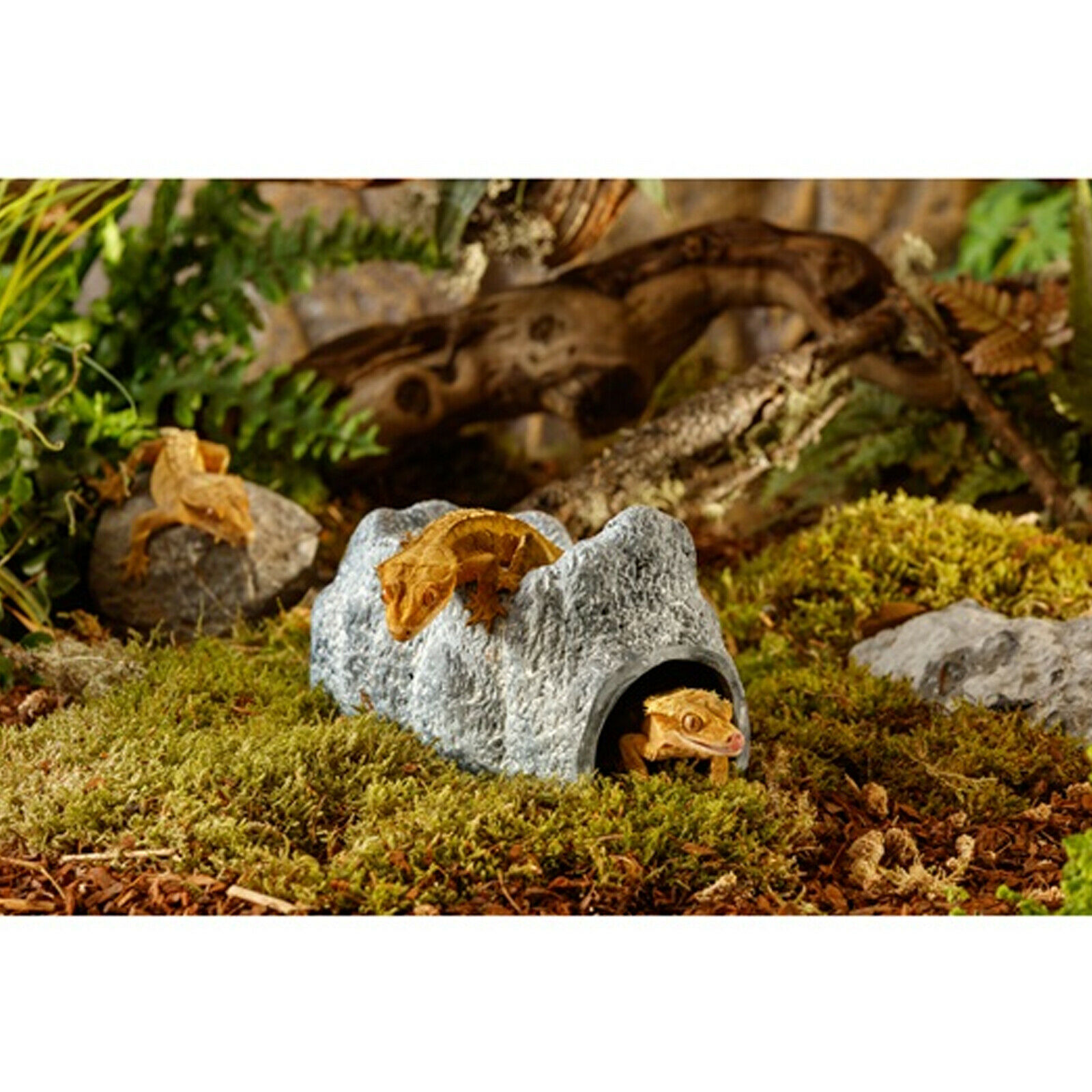 Exo Terra Wet Rock Reptile Hide Cave Small Medium Large Moist Humid