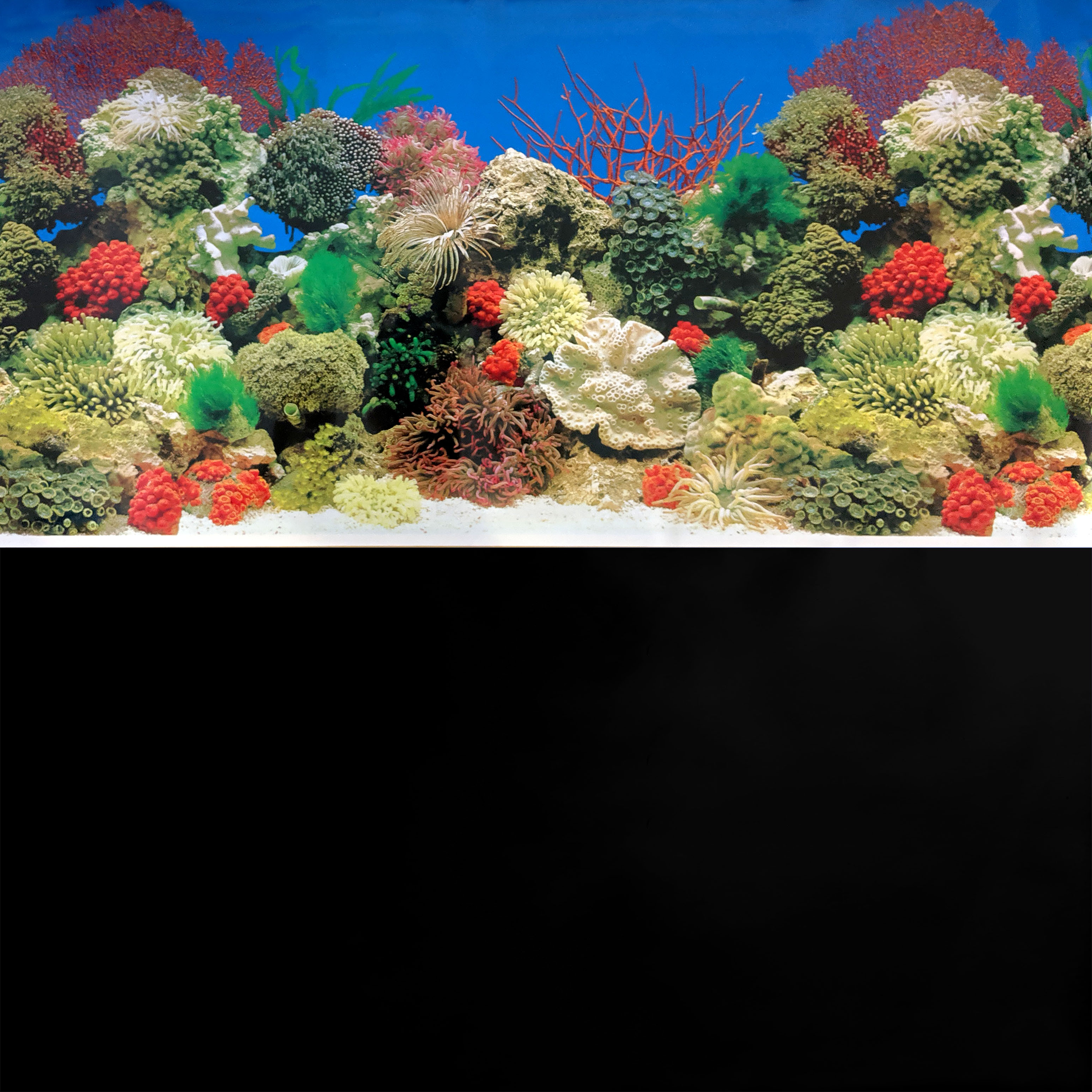 Superfish Poster 1 Coral Reef Seascape Black Aquarium Background Fish