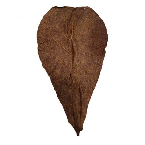 Catappa Mulberry Banane Teak Blätter für Aquarium Garnelen Aquarium Betta - Bild 2 von 5