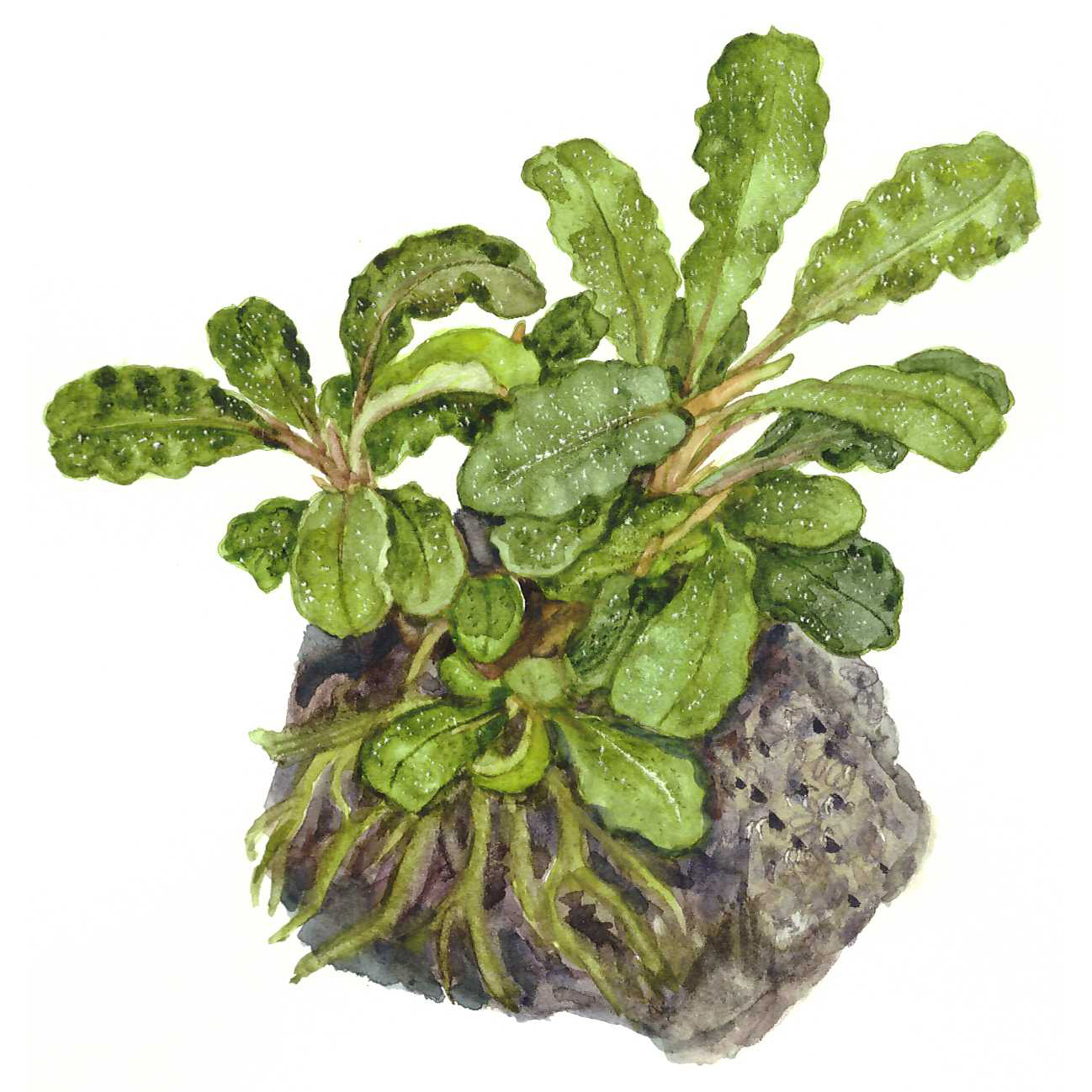 Tropica Live Aquarium Plants Attach to Rocks/Wood Fish Tank Aquascape 1-2-Grow! - Picture 22 of 31