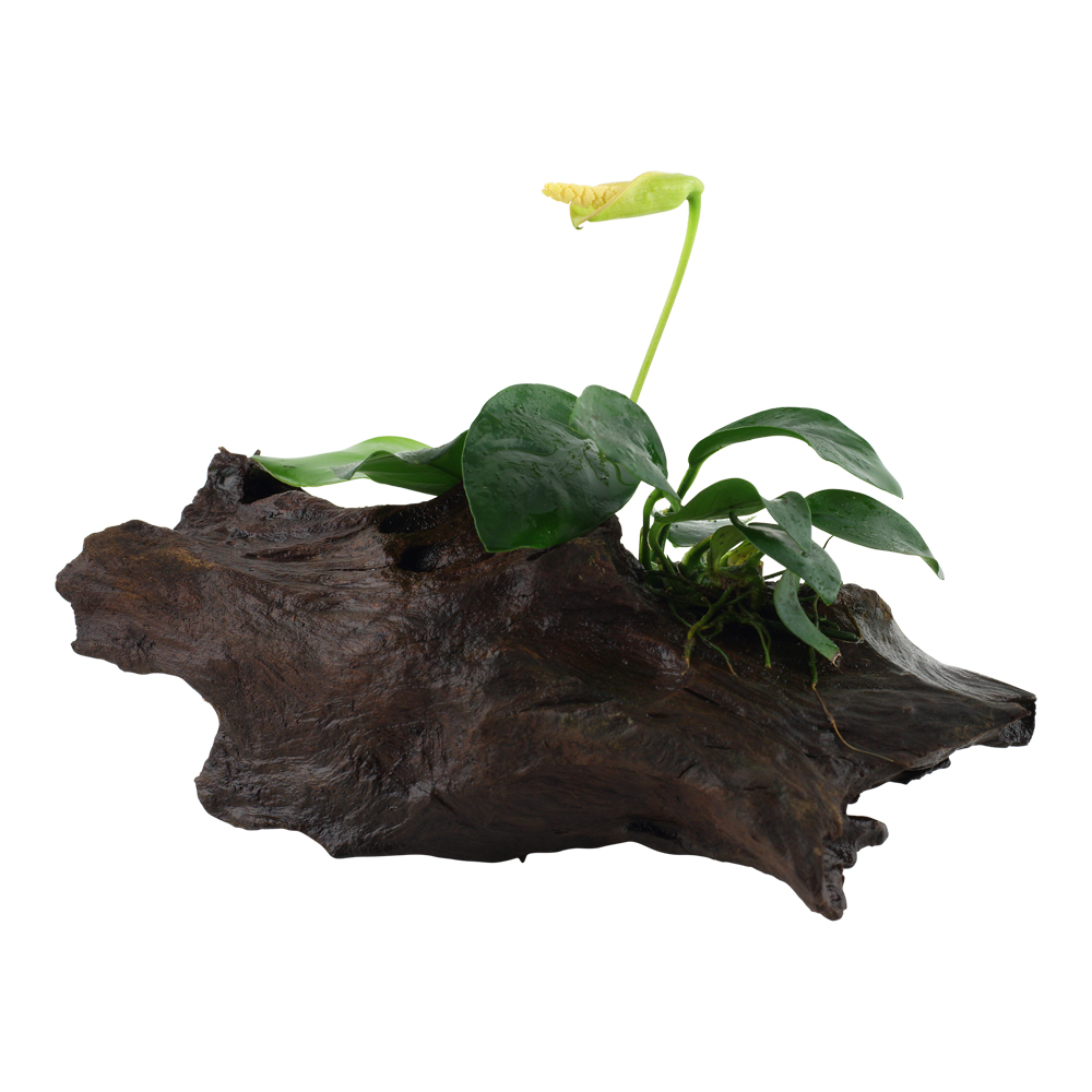 Tropica Live Aquarium Plants Attach to Rocks/Wood Fish Tank Aquascape 1-2-Grow! - Picture 9 of 31