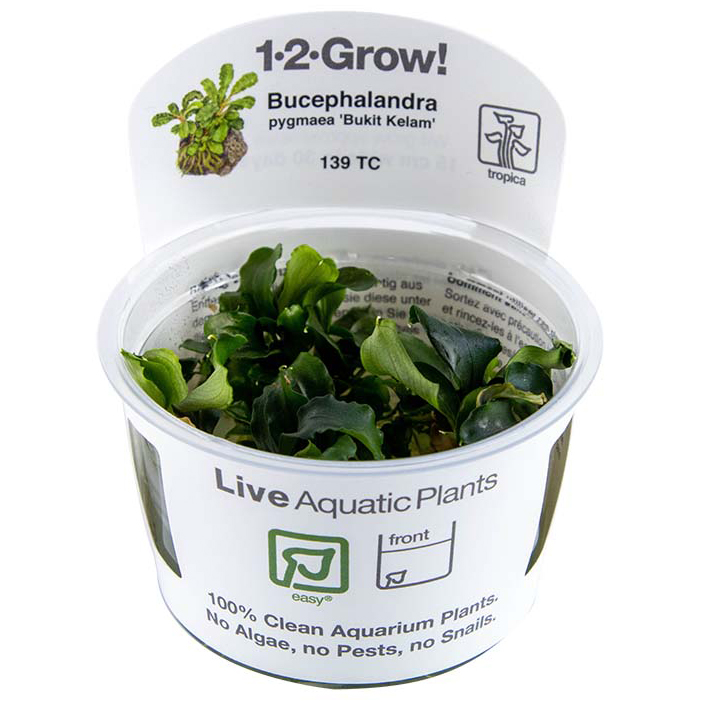 Tropica Live Aquarium Plants Attach to Rocks/Wood Fish Tank Aquascape 1-2-Grow! - Picture 18 of 31