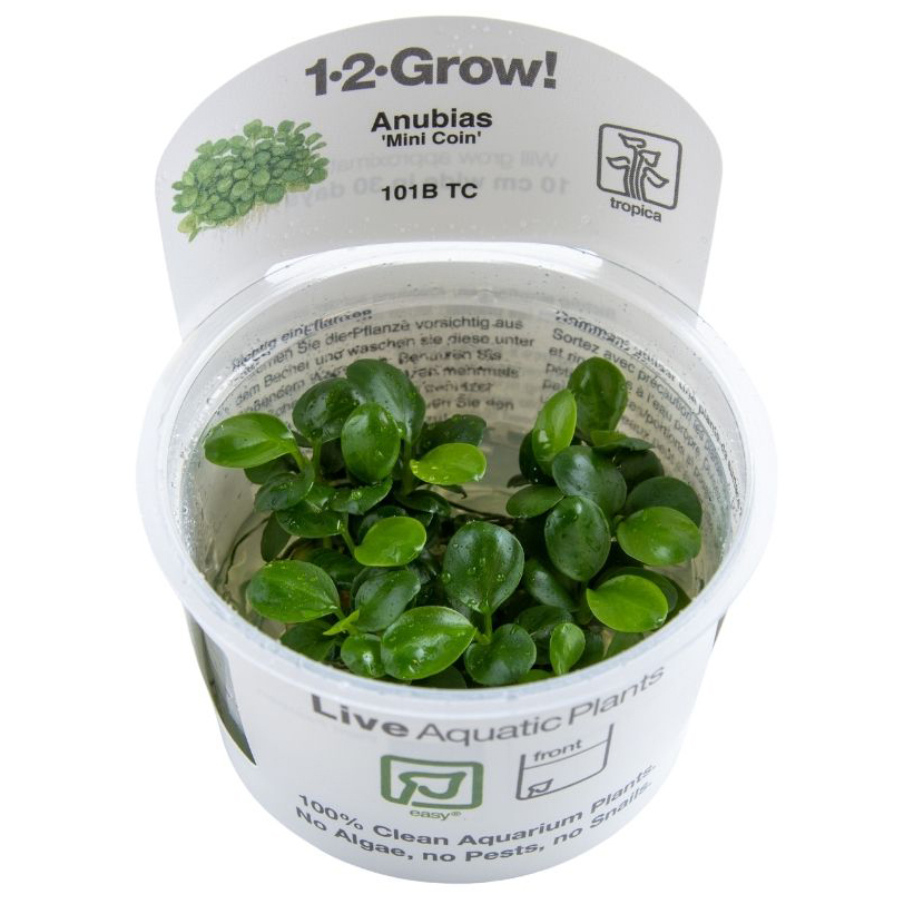 Tropica Live Aquarium Plants Attach to Rocks/Wood Fish Tank Aquascape 1-2-Grow! - Picture 14 of 31
