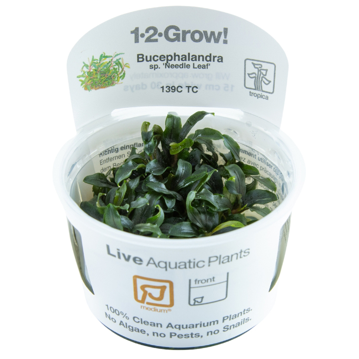 Tropica Live Aquarium Plants Attach to Rocks/Wood Fish Tank Aquascape 1-2-Grow! - Picture 29 of 31