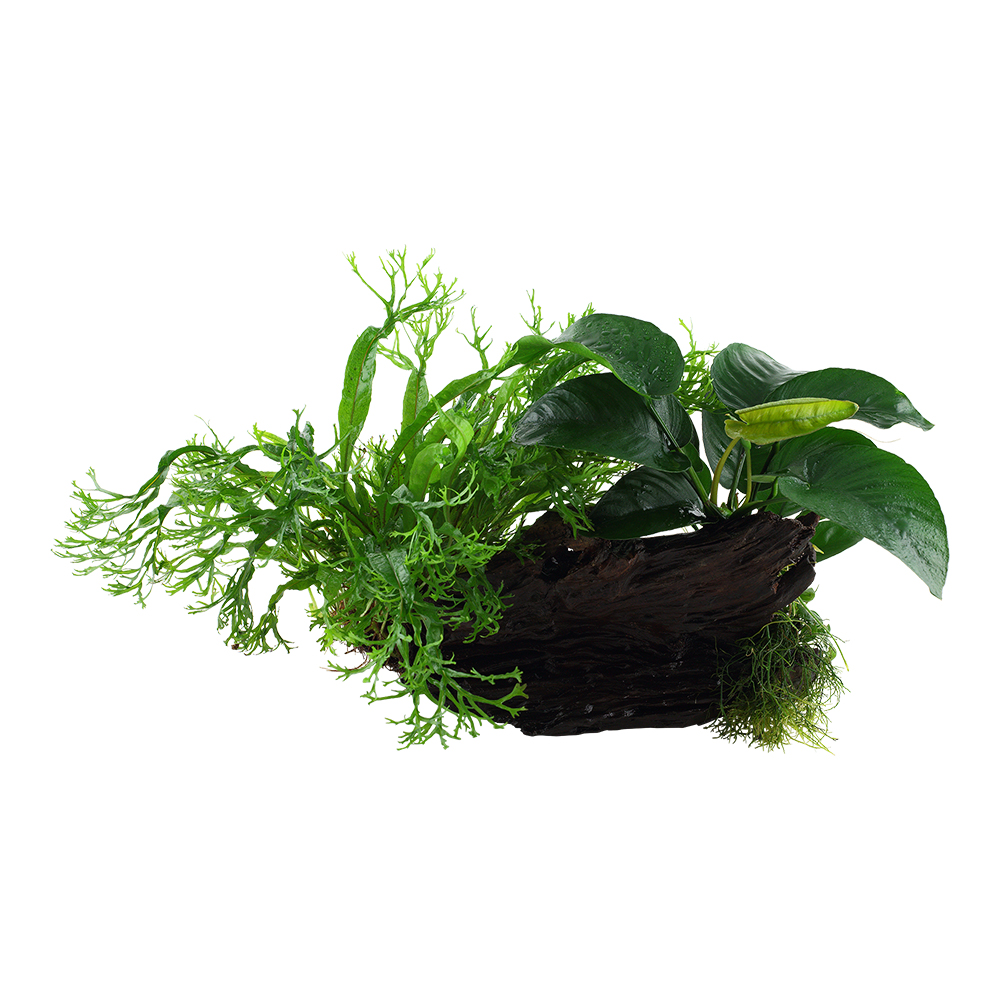 Tropica Live Aquarium Plants Attach to Rocks/Wood Fish Tank Aquascape 1-2-Grow! - Picture 28 of 31