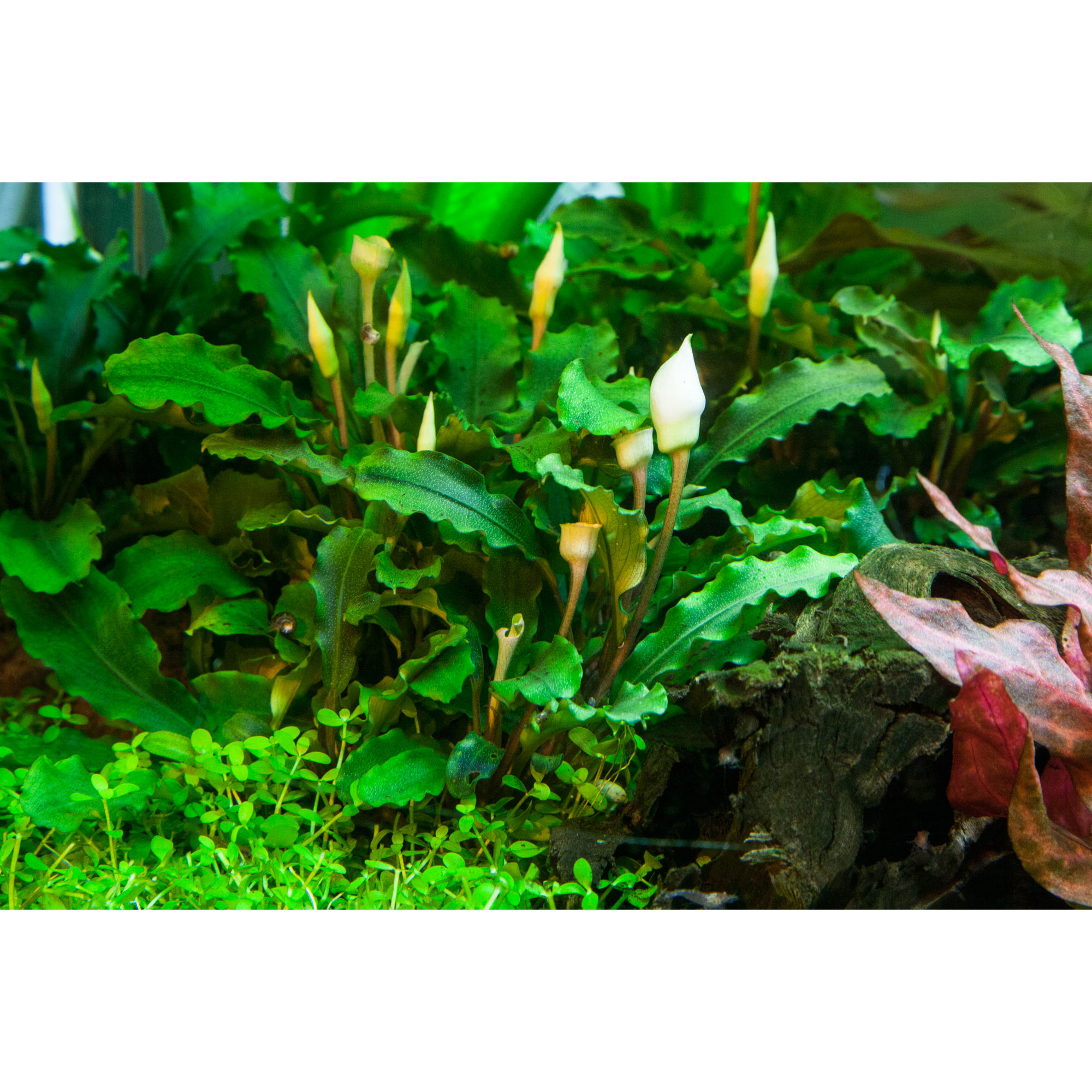 Tropica Live Aquarium Plants Attach to Rocks/Wood Fish Tank Aquascape 1-2-Grow! - Picture 20 of 31