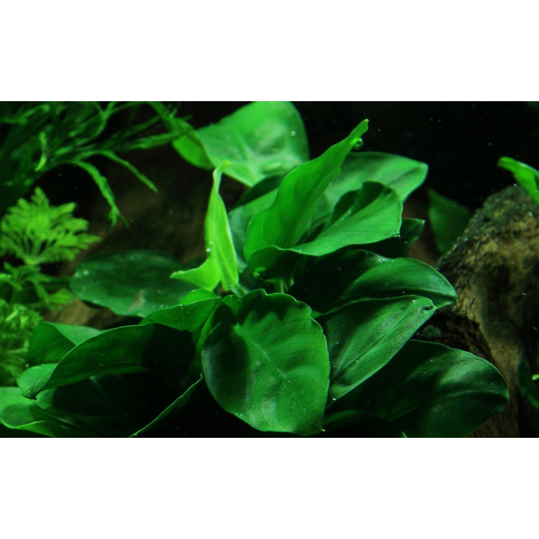 Tropica Live Aquarium Plants Attach to Rocks/Wood Fish Tank Aquascape 1-2-Grow! - Picture 13 of 31