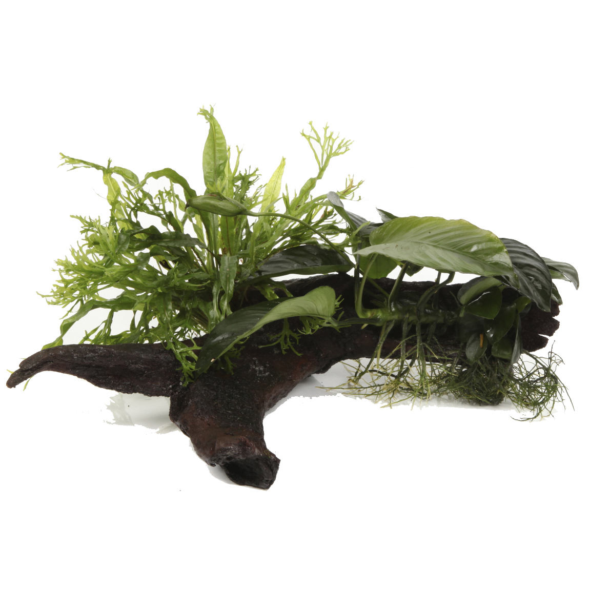 Tropica Live Aquarium Plants Attach to Rocks/Wood Fish Tank Aquascape 1-2-Grow! - Picture 27 of 31