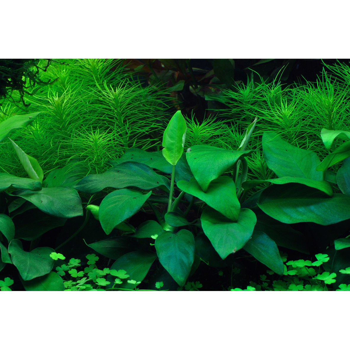 Tropica Live Aquarium Plants Attach to Rocks/Wood Fish Tank Aquascape 1-2-Grow! - Picture 11 of 31