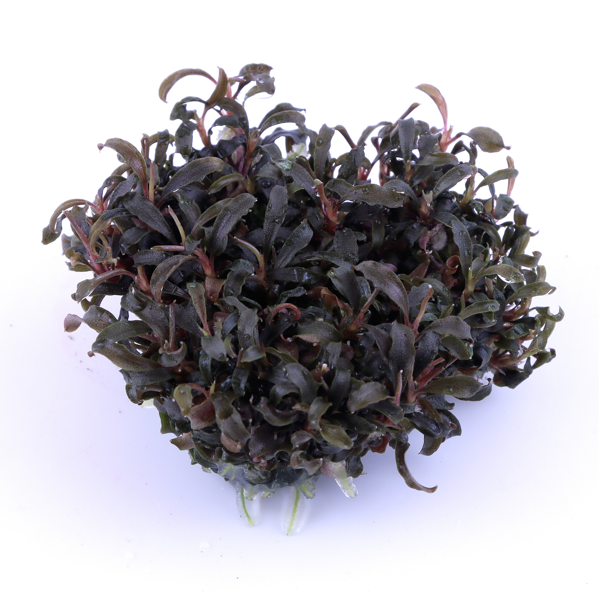 Tropica Live Aquarium Plants Attach to Rocks/Wood Fish Tank Aquascape 1-2-Grow! - Picture 24 of 31
