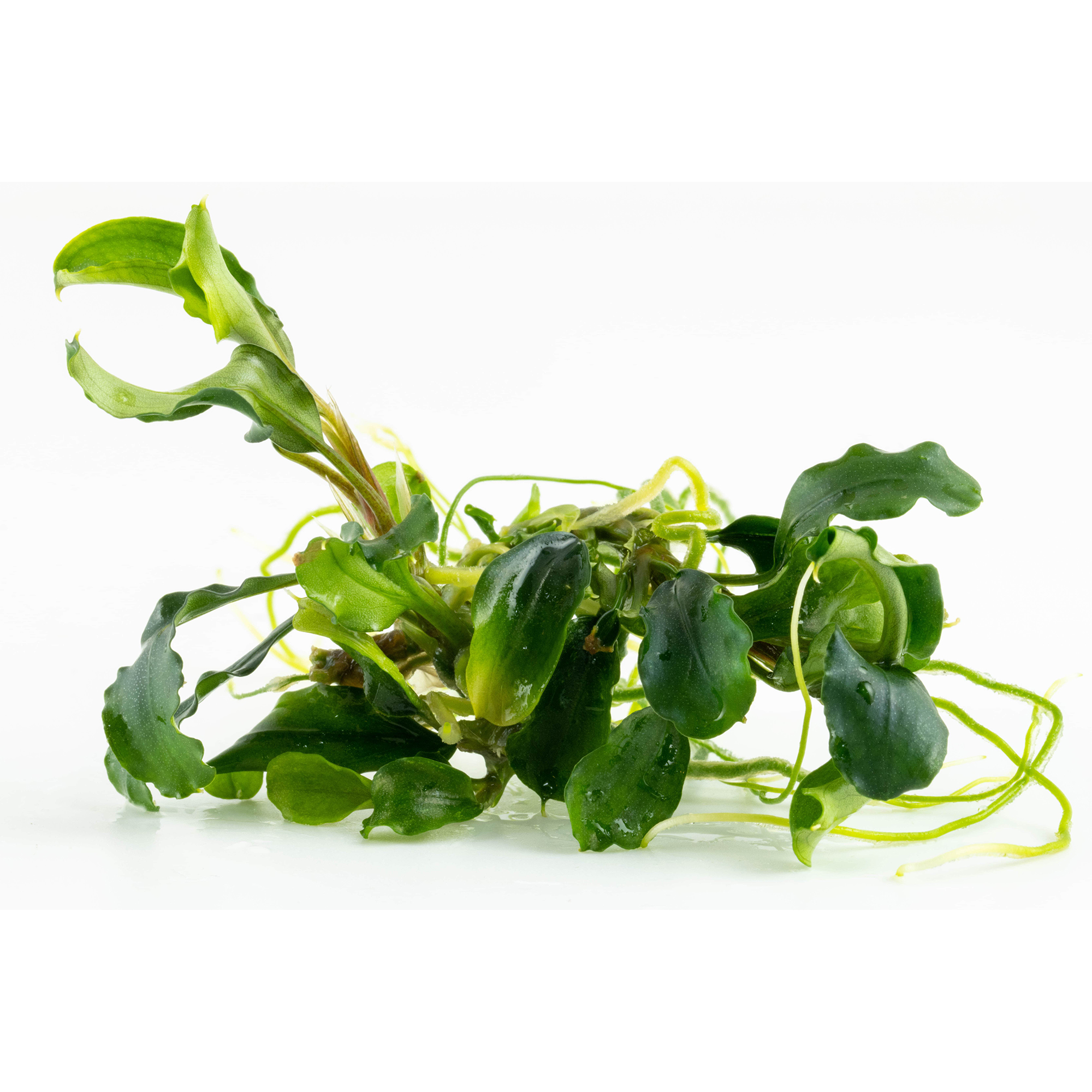 Tropica Live Aquarium Plants Attach to Rocks/Wood Fish Tank Aquascape 1-2-Grow! - Picture 21 of 31