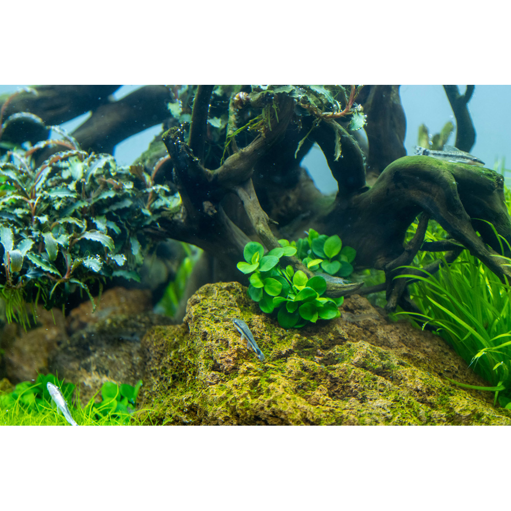 Tropica Live Aquarium Plants Attach to Rocks/Wood Fish Tank Aquascape 1-2-Grow! - Picture 15 of 31