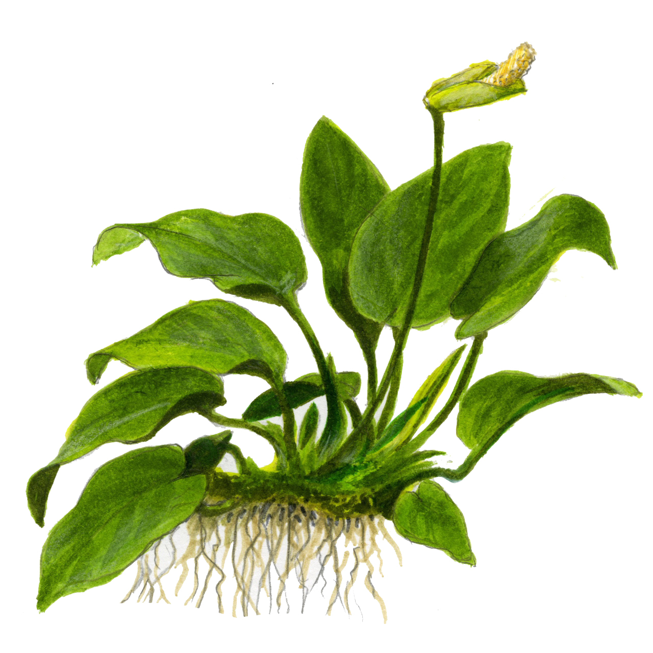 Tropica Live Aquarium Plants Attach to Rocks/Wood Fish Tank Aquascape 1-2-Grow! - Picture 8 of 31
