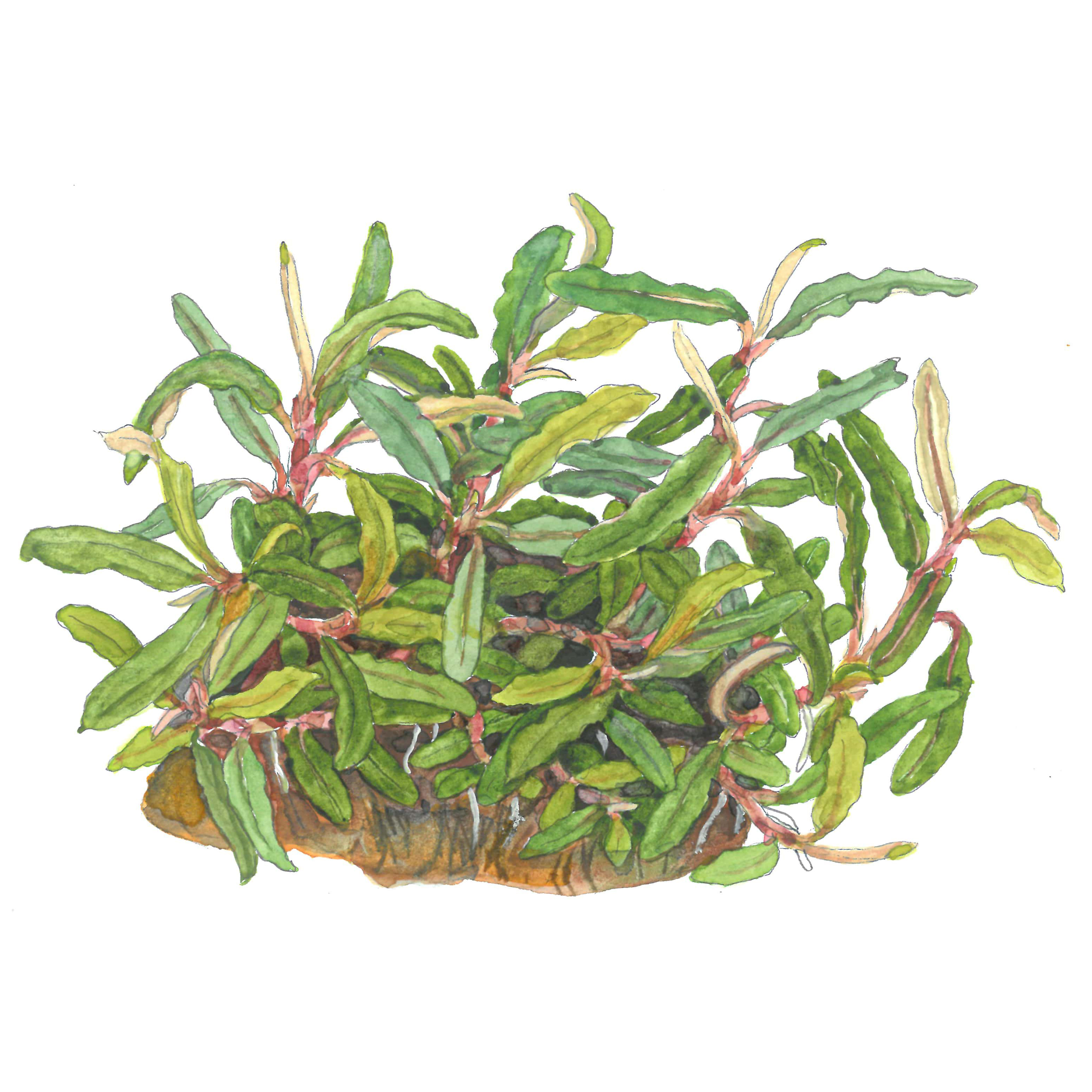 Tropica Live Aquarium Plants Attach to Rocks/Wood Fish Tank Aquascape 1-2-Grow! - Picture 31 of 31