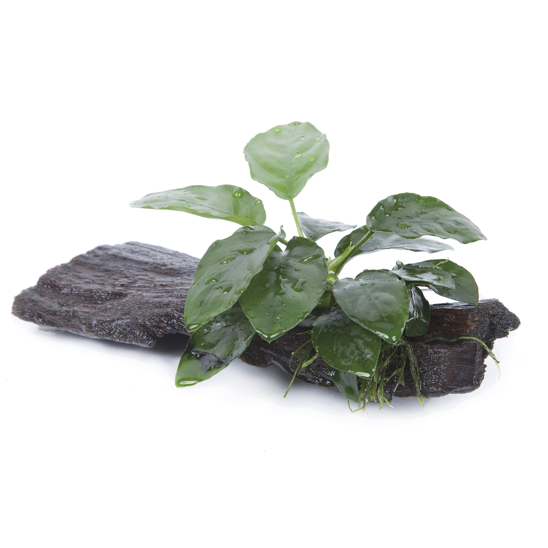 Tropica Live Aquarium Plants Attach to Rocks/Wood Fish Tank Aquascape 1-2-Grow! - Picture 10 of 31
