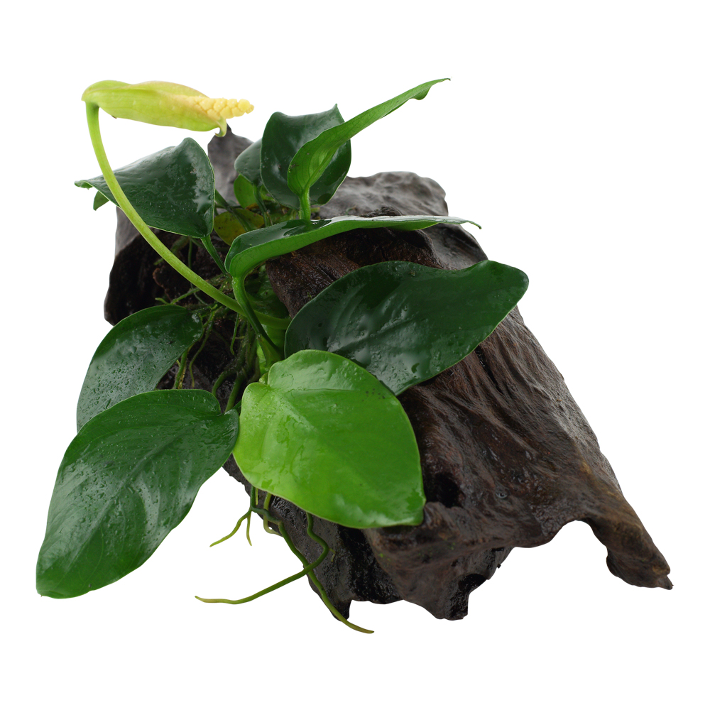 Tropica Live Aquarium Plants Attach to Rocks/Wood Fish Tank Aquascape 1-2-Grow! - Picture 12 of 31