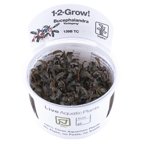 Tropica Live Aquarium Plants Attach to Rocks/Wood Fish Tank Aquascape 1-2-Grow! - Picture 23 of 31