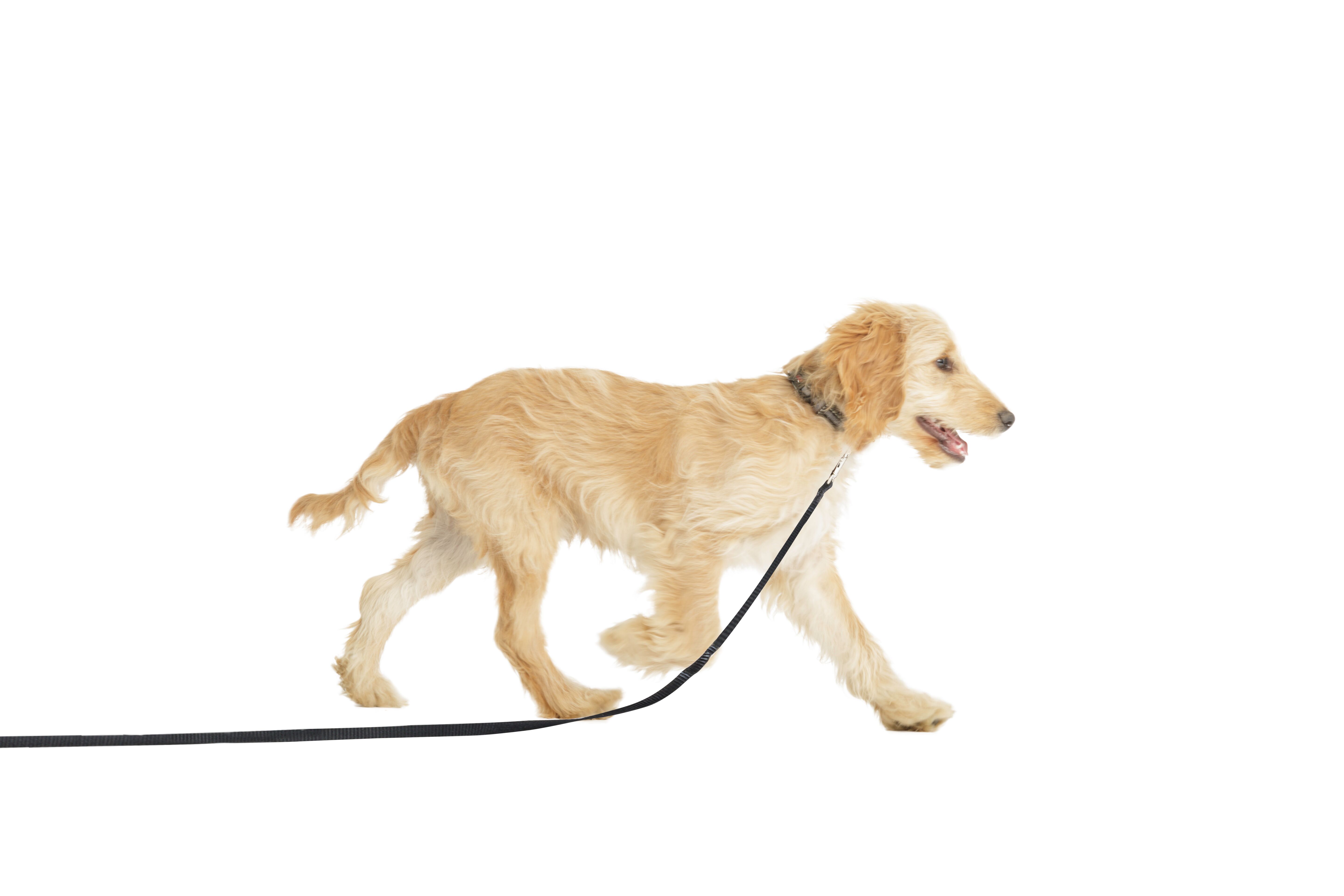 Company Of Animals Puppy Dog Indoor House Line Training Lead 2.5m Black