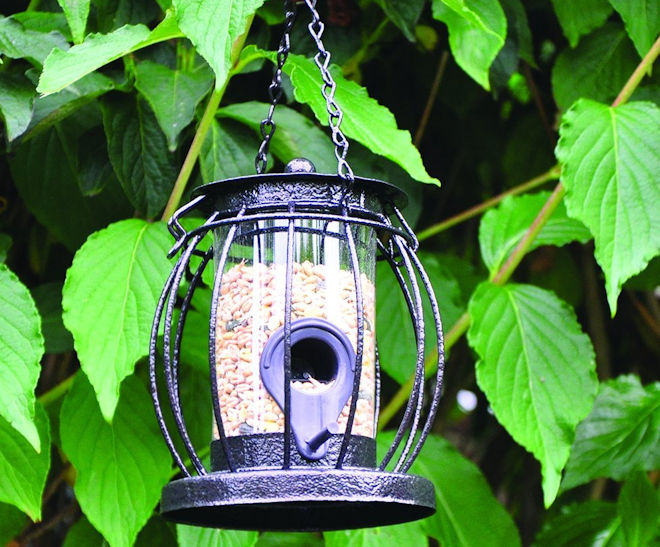 Kingfisher Wild Garden Bird Hanging Lantern Shaped Seed Feeder