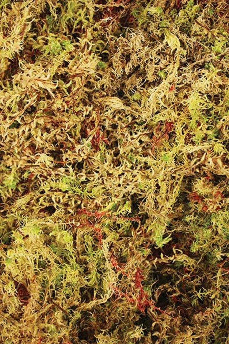 Komodo Habitat Sphagnum Moss Natural Substrate For Reptile Frogs