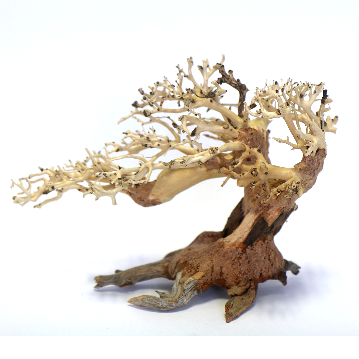 Bonsai Trees Wood Hand Picked Shaped Carved Aquarium Aquascaping 20/30/40cm - Picture 2 of 4