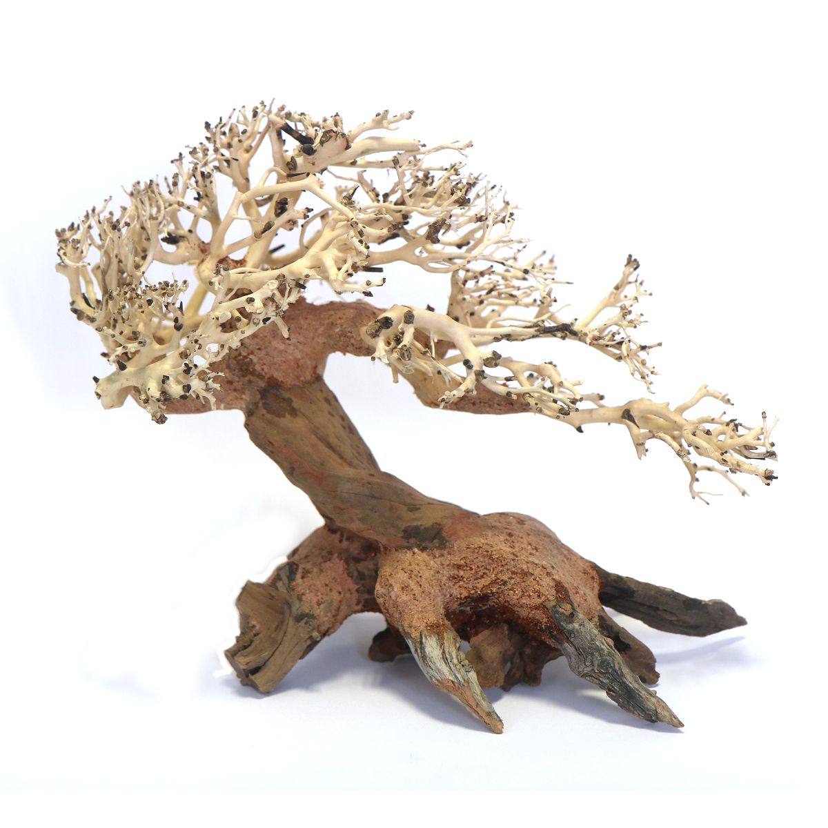 Bonsai Trees Wood Hand Picked Shaped Carved Aquarium Aquascaping 20/30/40cm - Picture 4 of 4