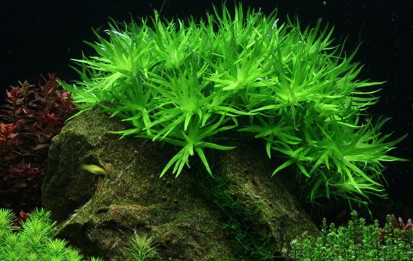 Gratiola viscidula — In Vitro Live Aquarium Plants Shrimp Safe grown in the UK