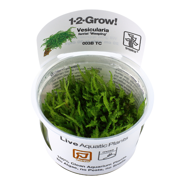 Tropica Live Aquarium Plants In Vitro 1 2 Grow Tropical Aquascaping Shrimp Safe Ebay