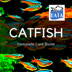 catfish guide