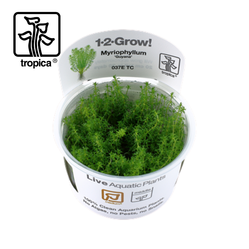 Tropica In Vitro 1 2 Grow Myriophyllum Guyana Aquarium Stem Mid Ground Plants Ebay