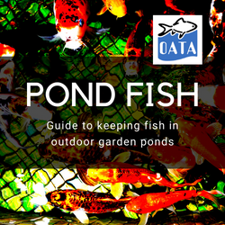 pond fish guide