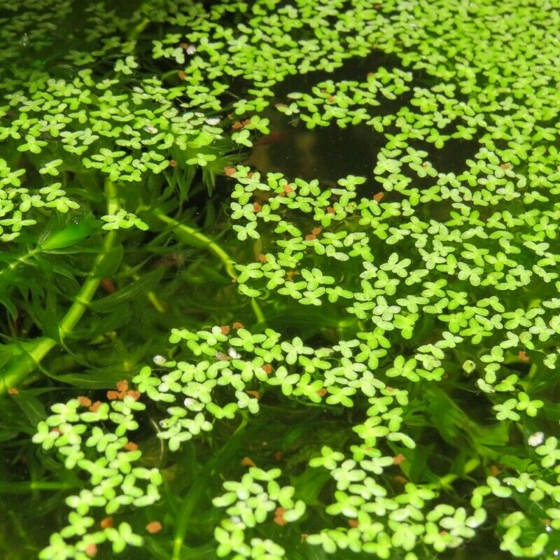 Duckweed Lemna Pond Portion 50g Common Surface Duck Weed for Ponds