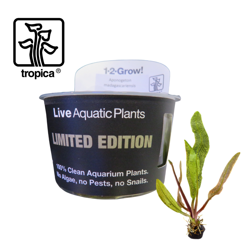 Tropica In Vitro 1 2 Grow Aponogeton Madagascariensis Limited Edition Plant Ebay