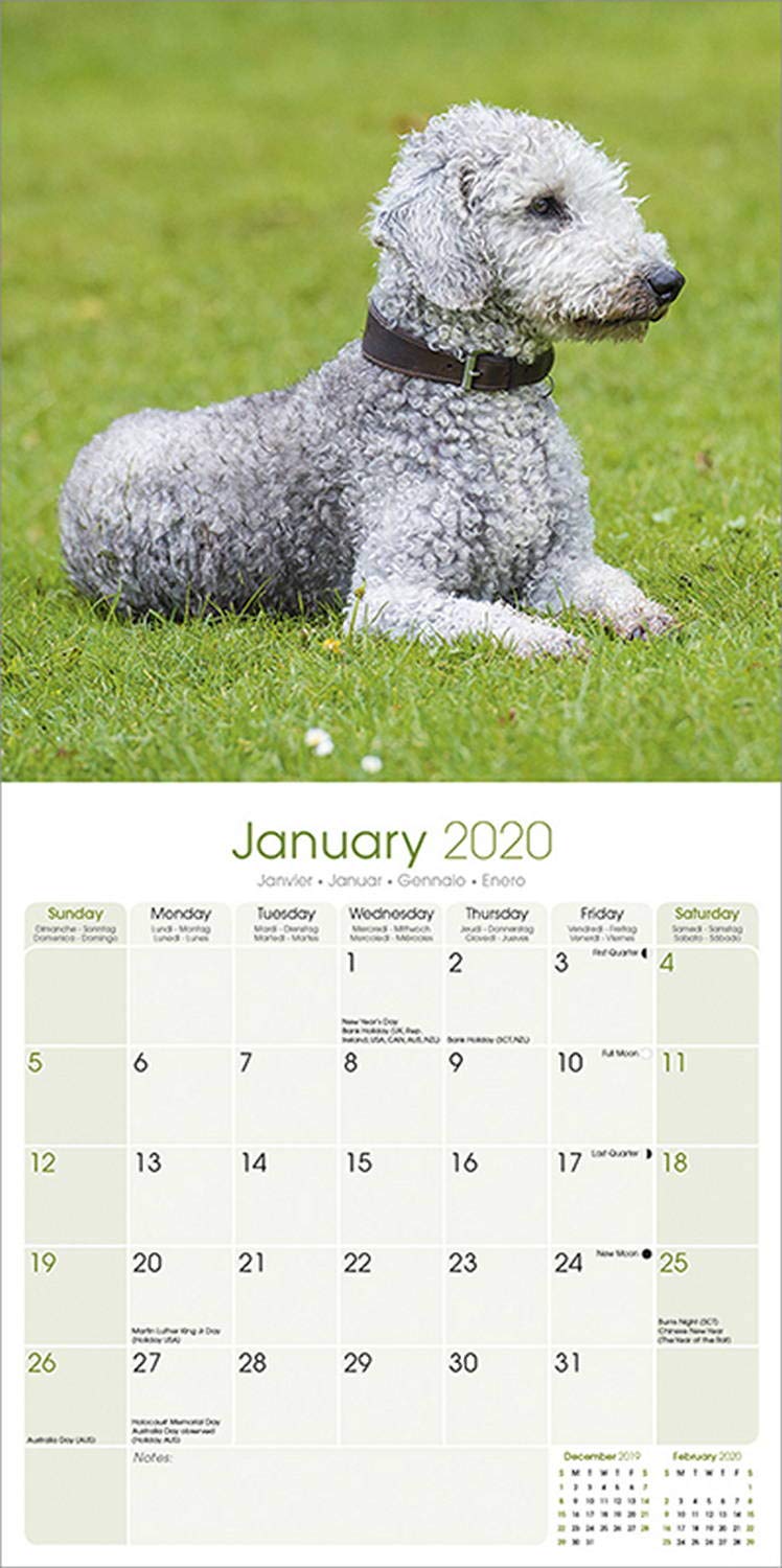 Bedlington Terrier 2020 Wall Calendar 30 x 30cms An ideal gift for