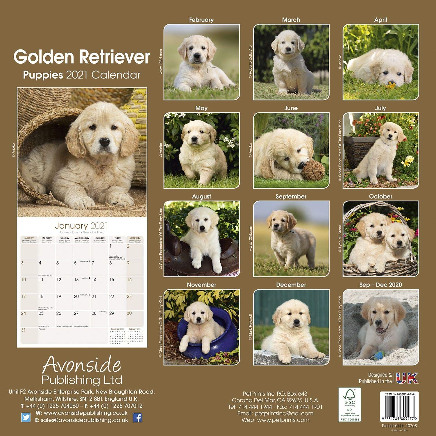 Golden Retriever Puppy Calendar 2025