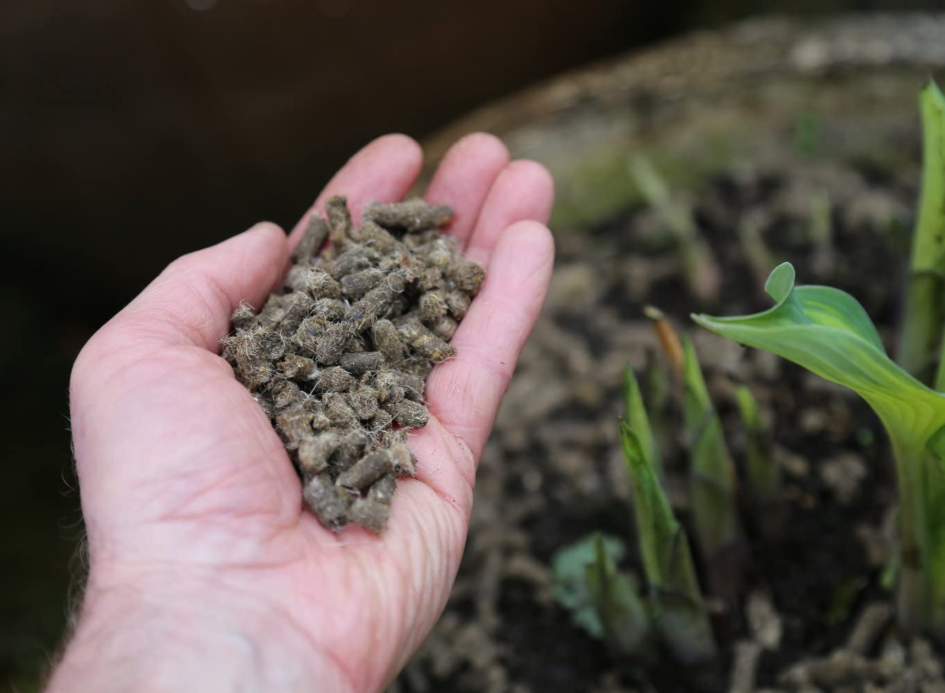 Slug Gone Natural Organic Wool Pellets Repellent Deterrent For Slug and Snails - Picture 9 of 12